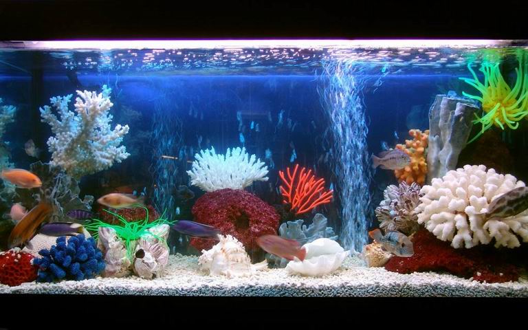 Красивые аквариумы фото 6
