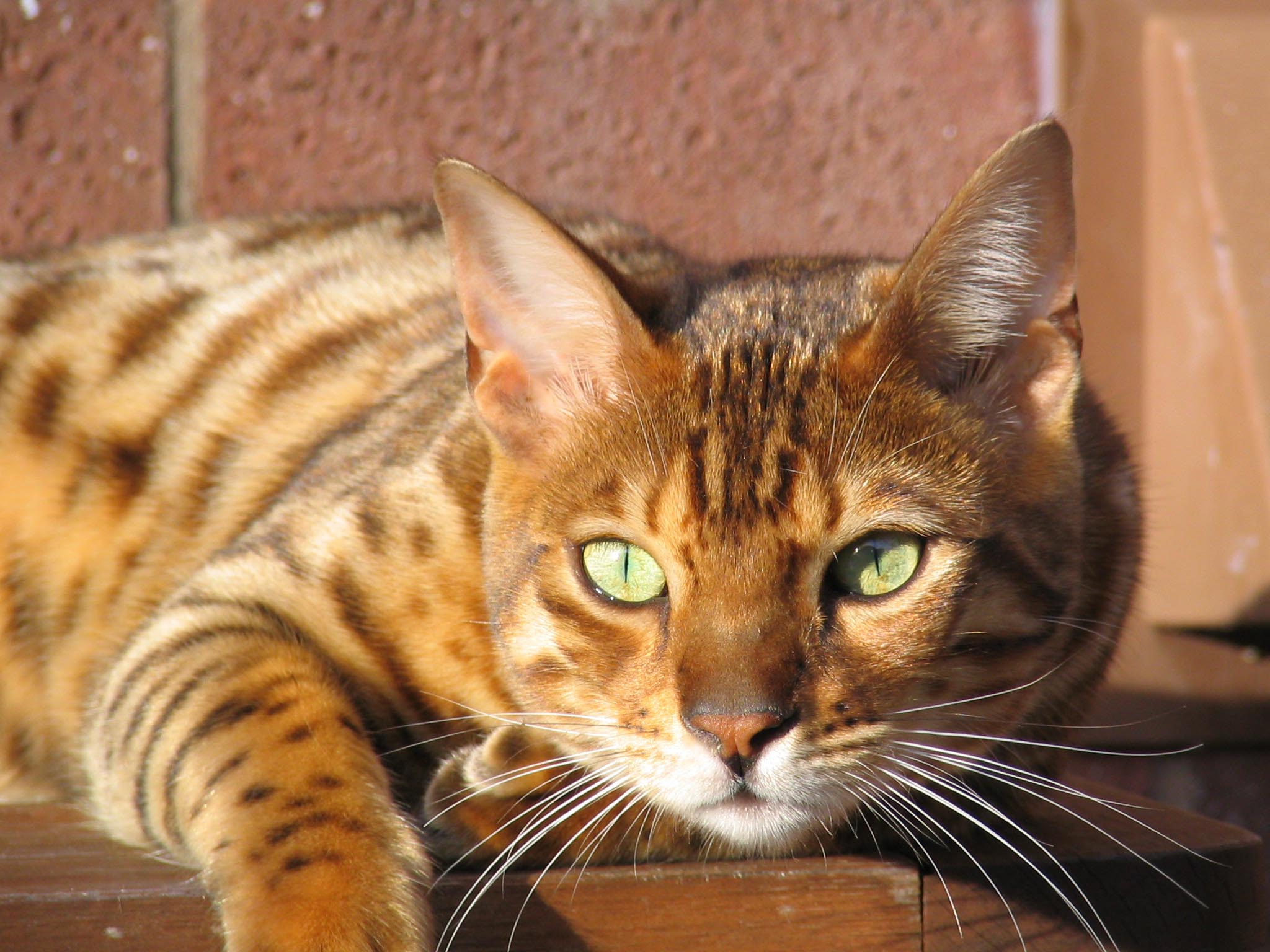 Бенгальский кот фото 12