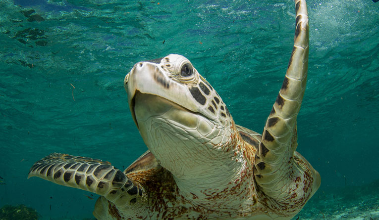 Черепаха в водах острова Бёрд