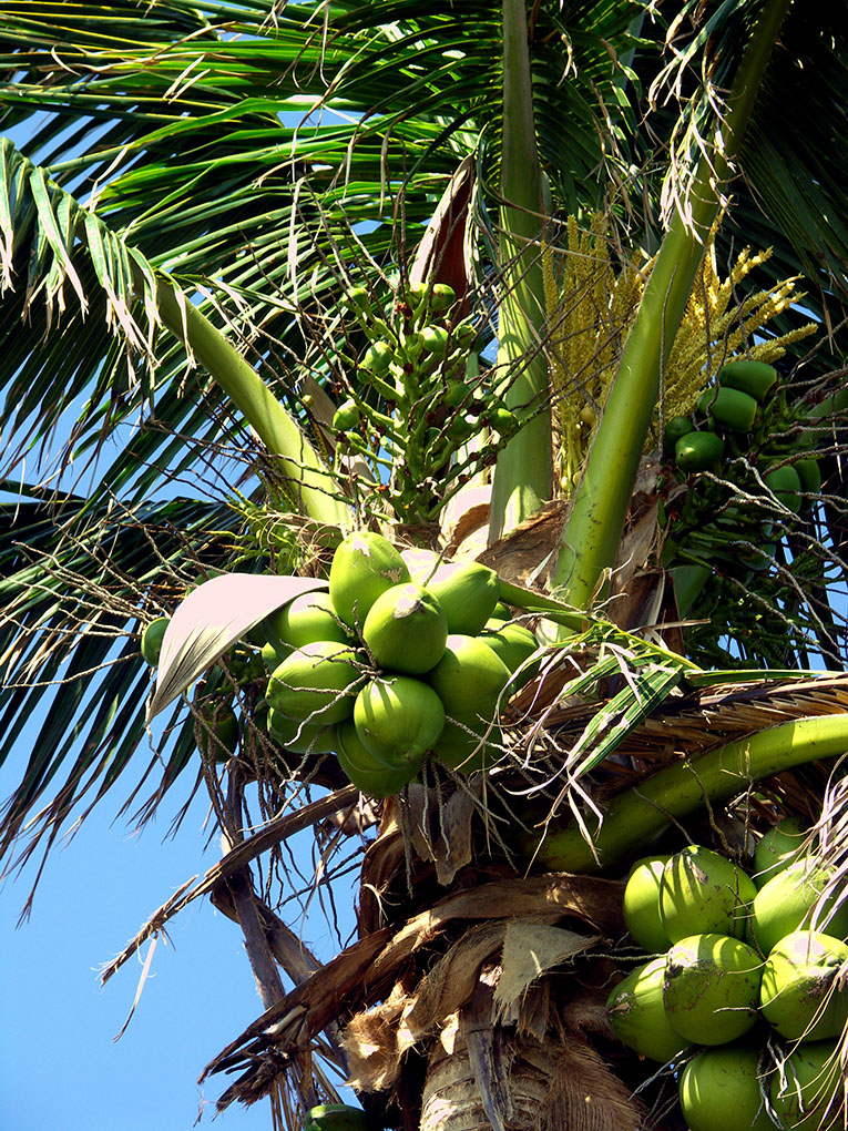 Кокосовая пальма фото 3