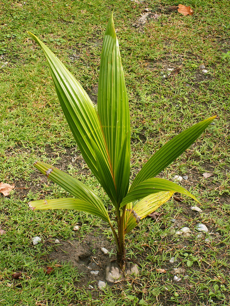 Кокосовая пальма фото 4