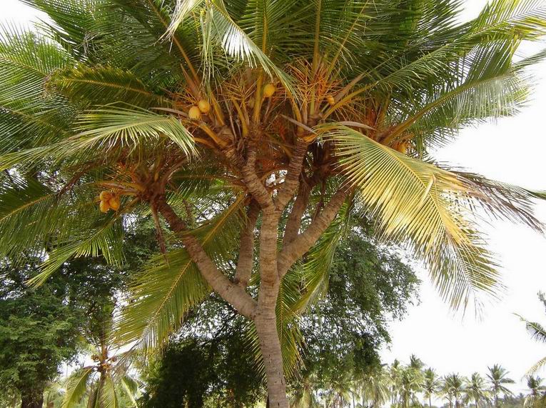 Кокосовая пальма. Фото 8