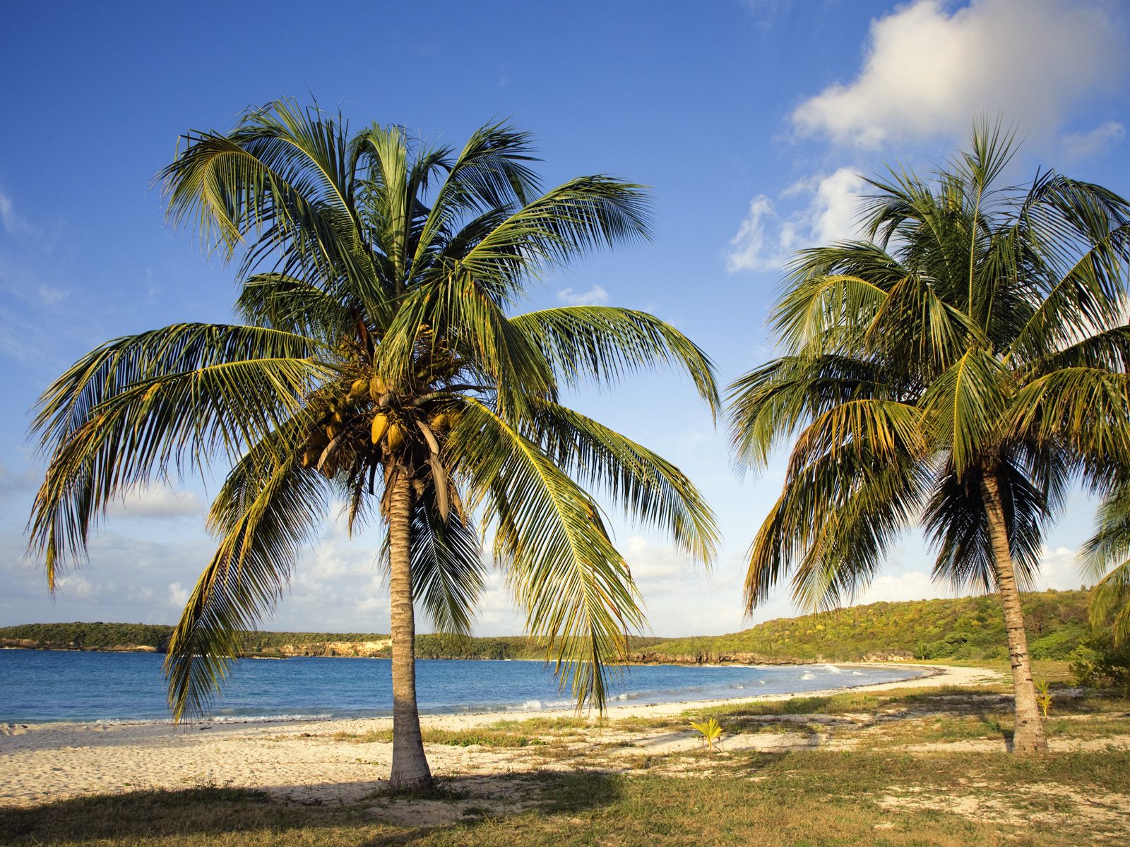 Кокосовая пальма. Фото 9