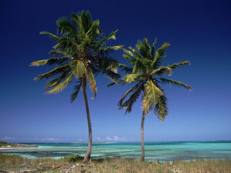 Кокосовая пальма. Фото 10