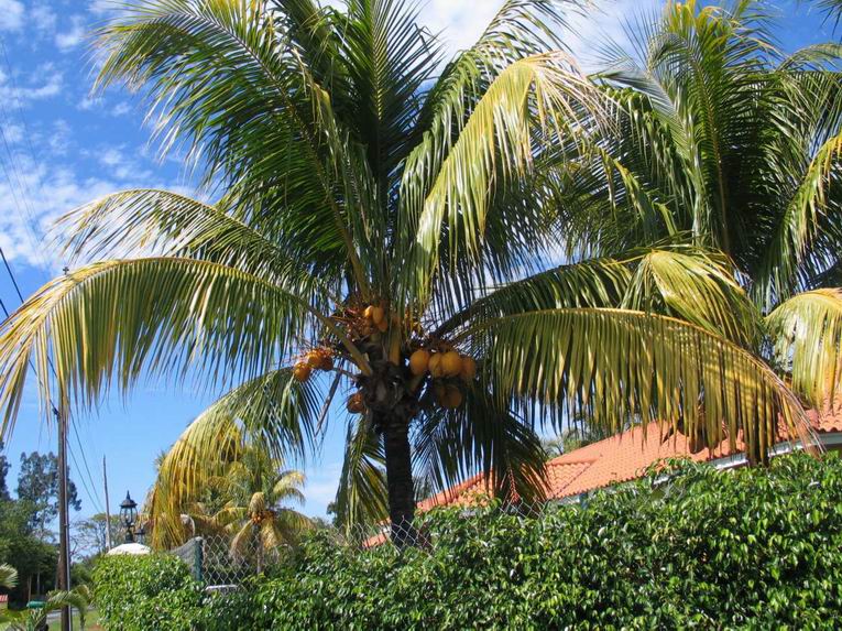 Кокосовая пальма. Фото 11