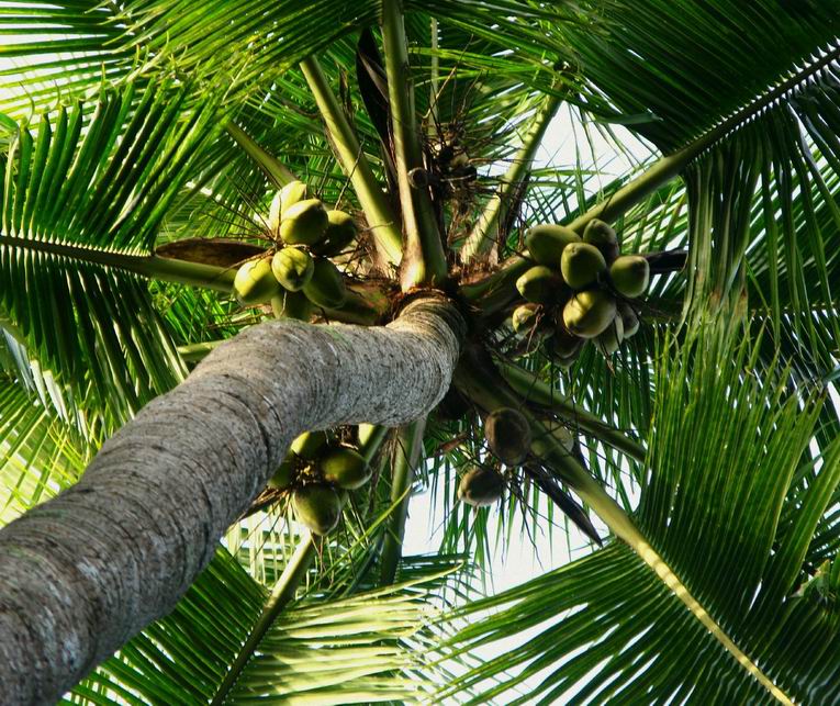 Кокосовая пальма. Фото 12