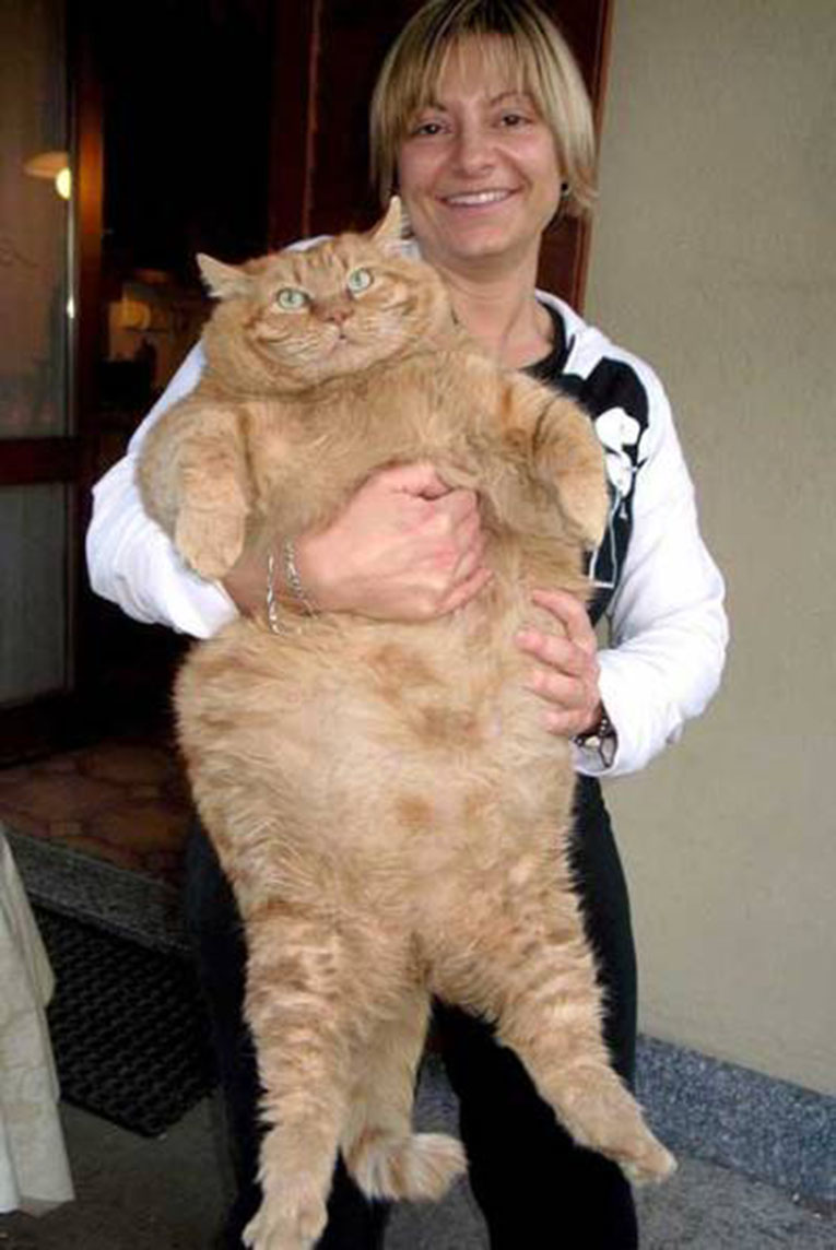 Самый жирный кот фото 2