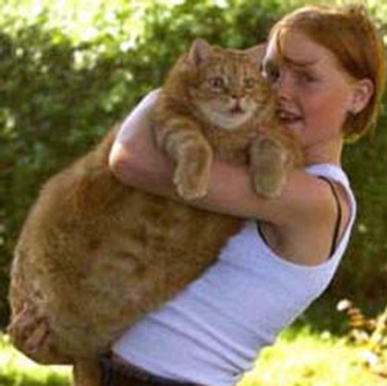 Самый жирный кот фото 3