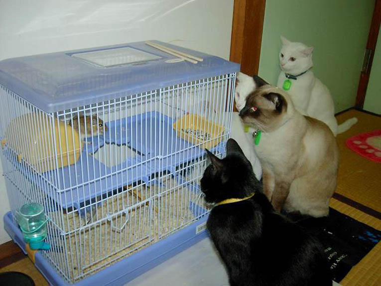 Три кошки и мышка в клетке