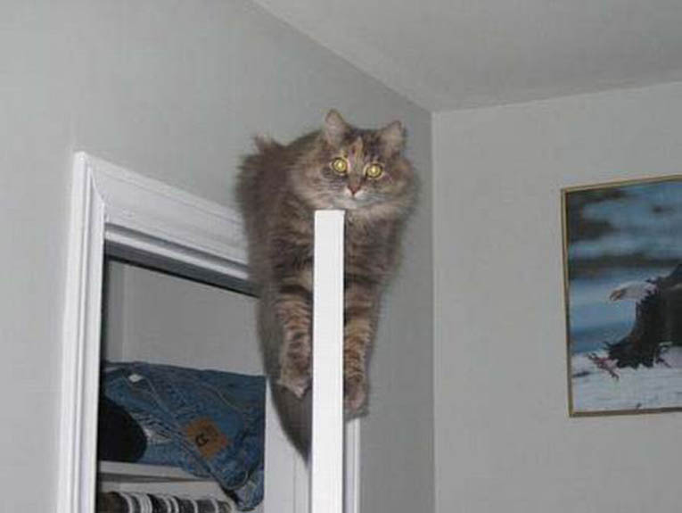 Кошка на двери