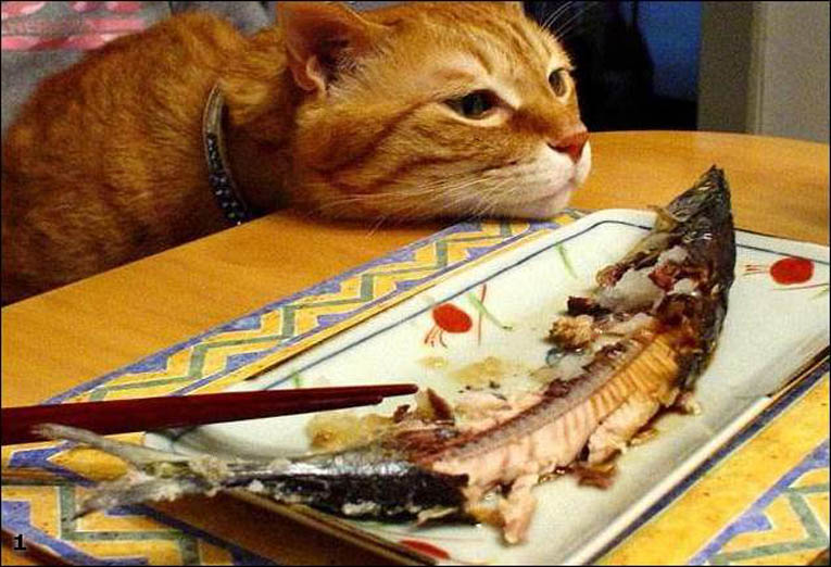 Кот наелся суши