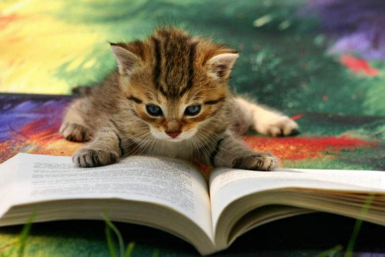 котенок читает книжку