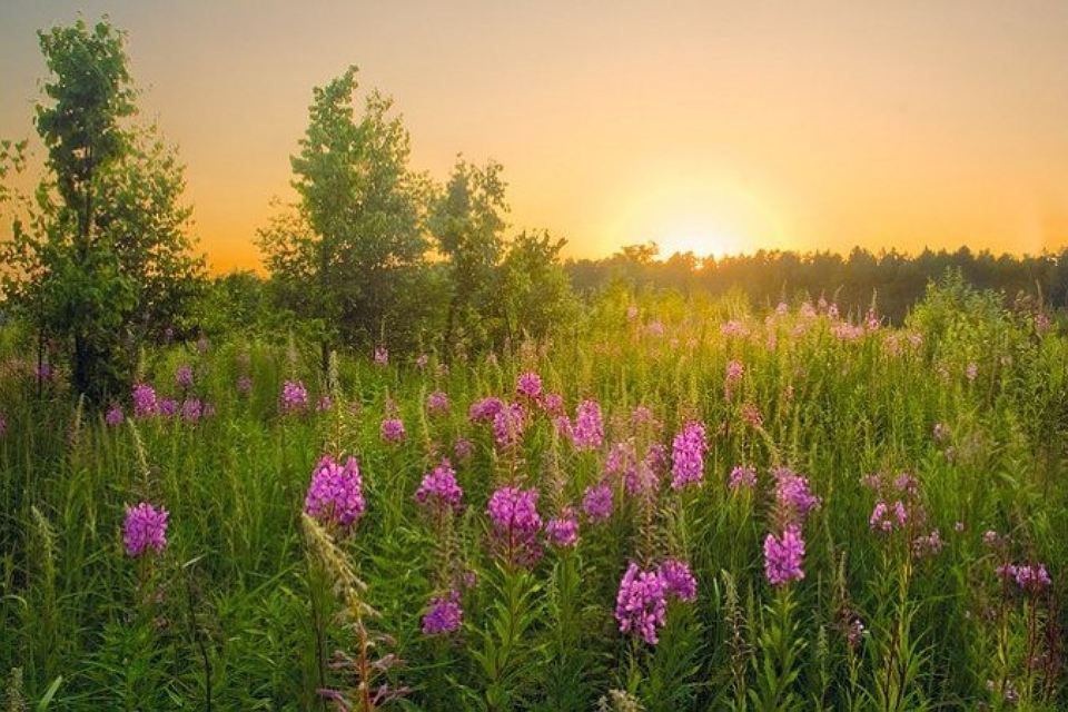 Трава Иван-чай лечебные свойства фото 17