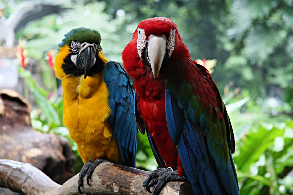 Попугаи ара. Фото 9