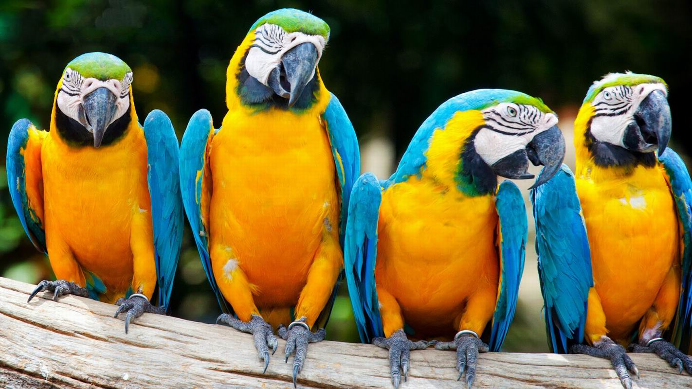 Попугаи ара. Фото 13