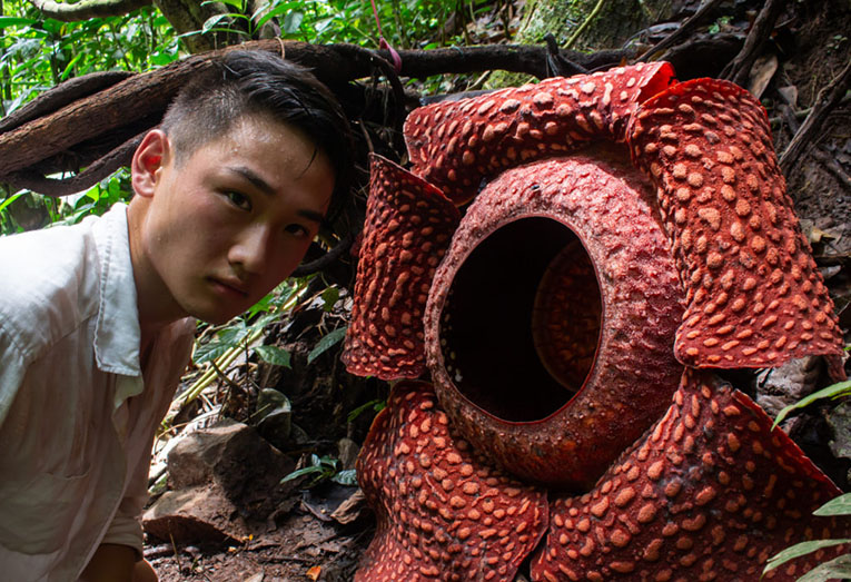 самый большой цветок в мире Rafflesia arnoldii фото