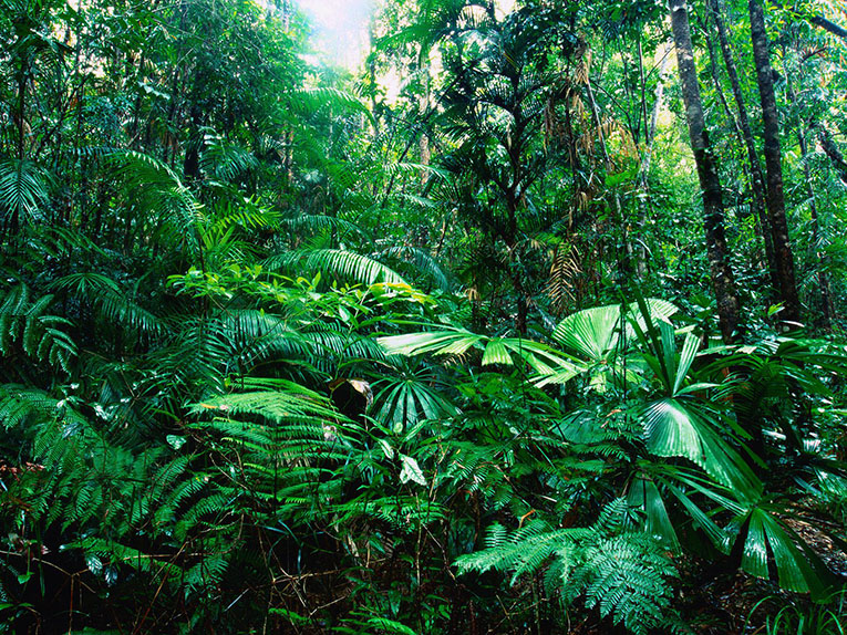 Тропический лес. Фото 2