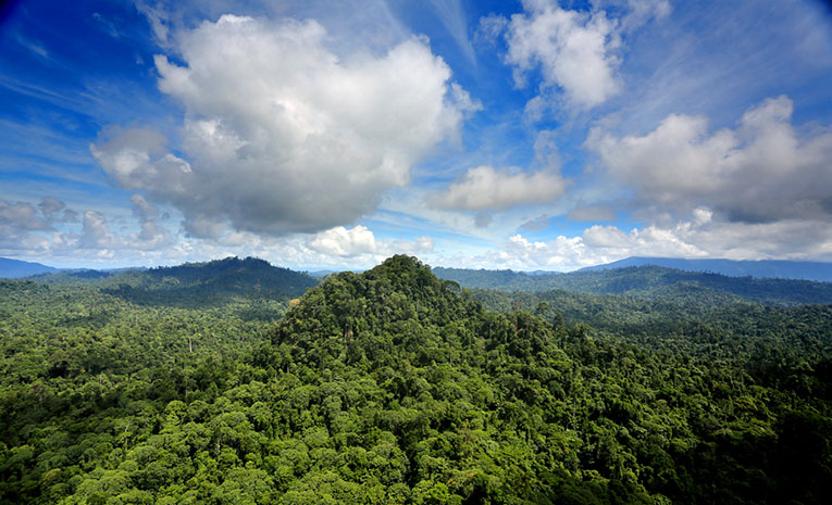Тропический лес. Фото 4