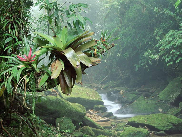 Тропический лес. Фото 6