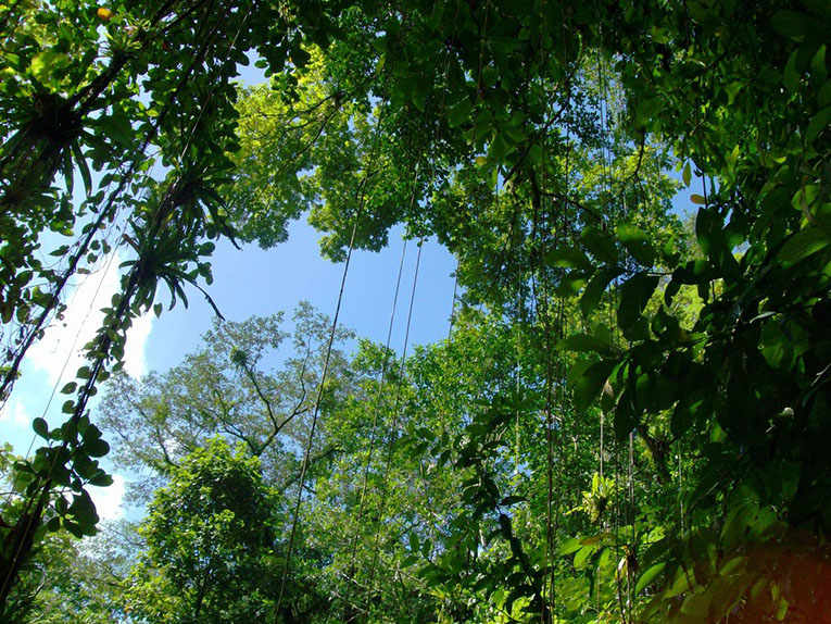 Тропический лес. Фото 7