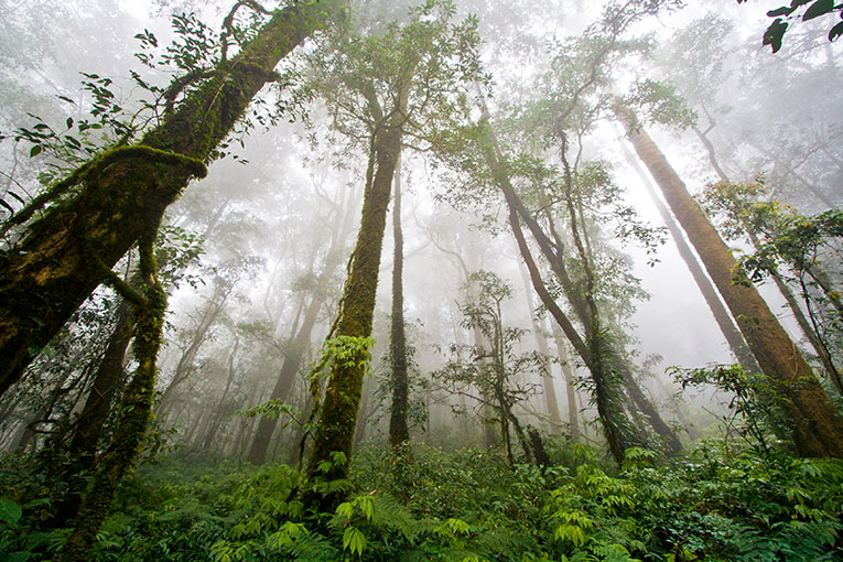 Тропический лес. Фото 8