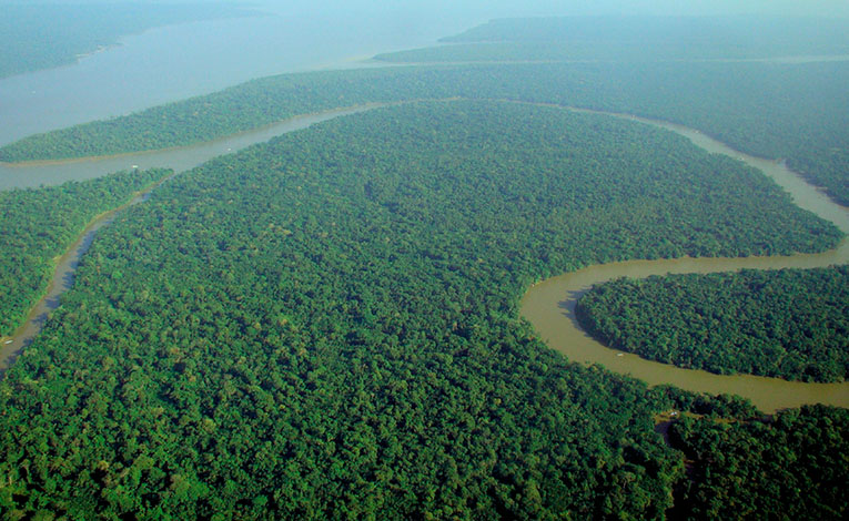 Тропический лес. Фото 9