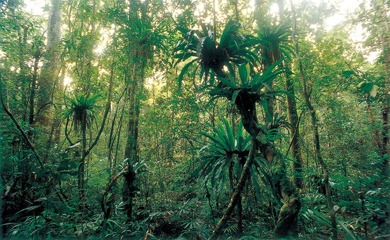 Тропический лес. Фото 12