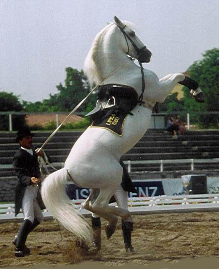 Спортивные лошади фото 4