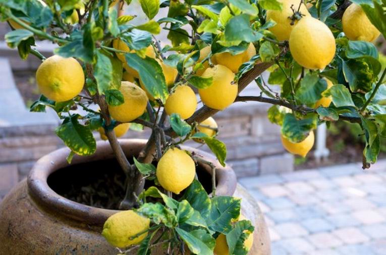 Как вырастить лимон. Фото 10