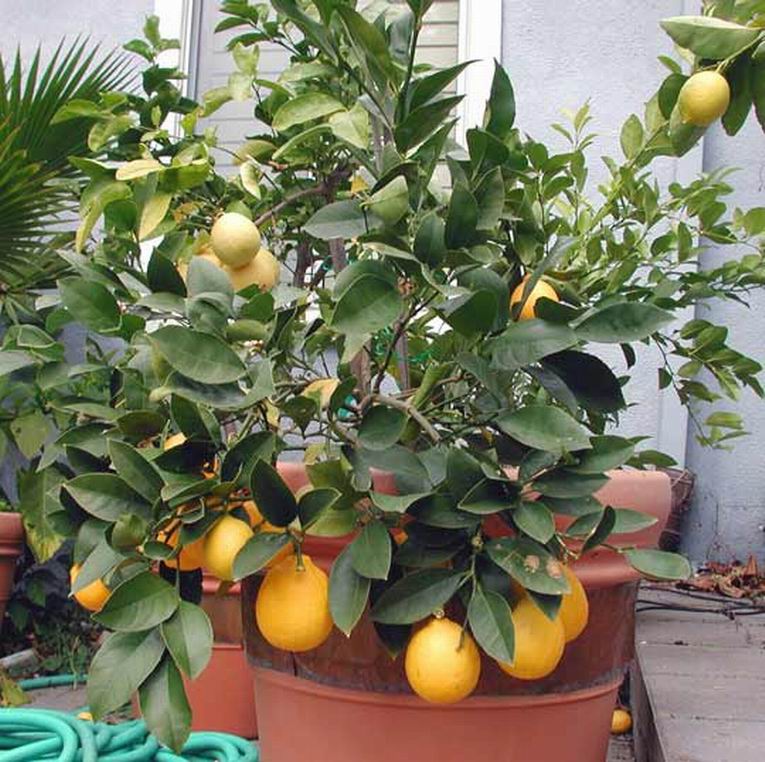 Как вырастить лимон. Фото 2