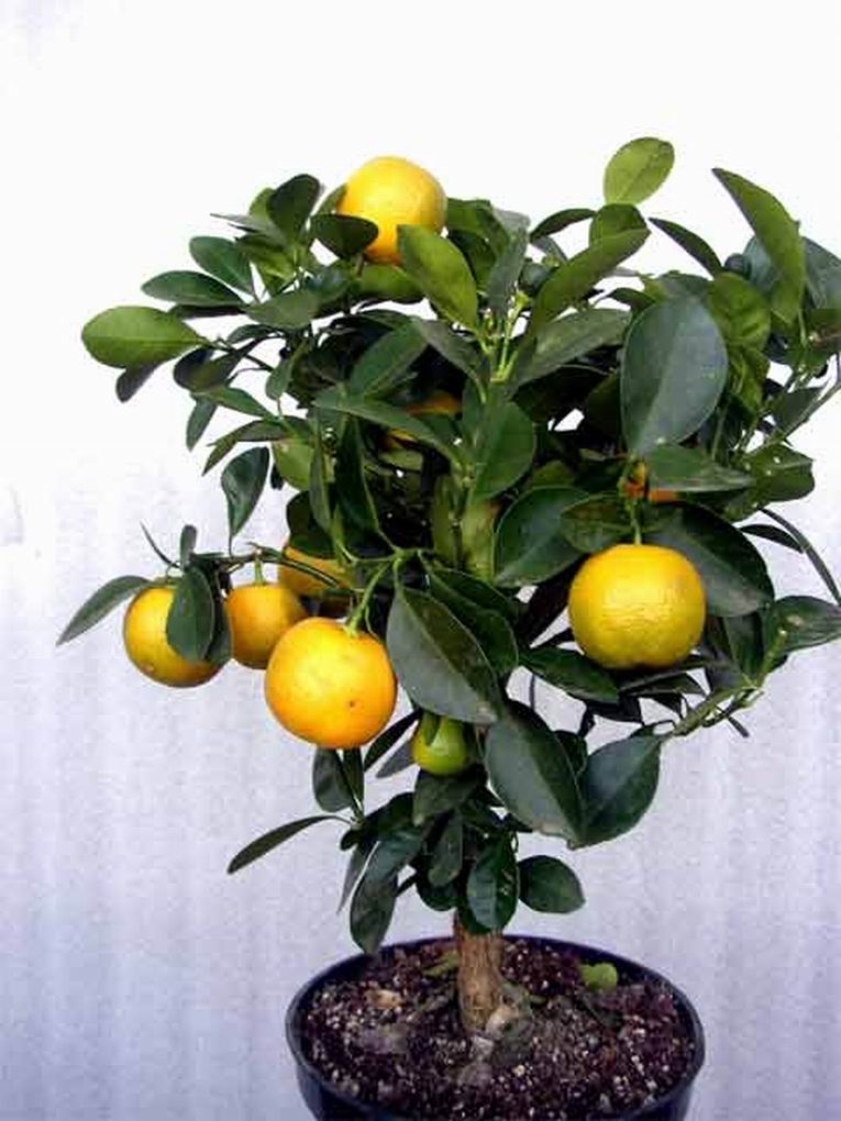 Как вырастить лимон. Фото 3