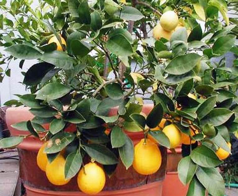 Как вырастить лимон. Фото 4
